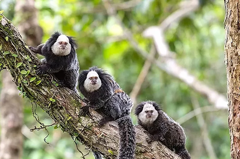 Rua dos Macacos: como é ficar nessa região de Trancoso